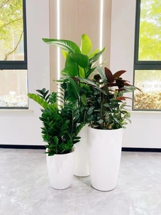 惊爆！杭州湾绿植租赁方案，美翻你的世界！